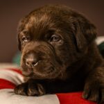 Ricky-male-labrador-retriver-puppy-for-sale-1 (1)