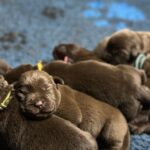 Ricky-male-labrador-retriver-puppy-for-sale-1 (1)