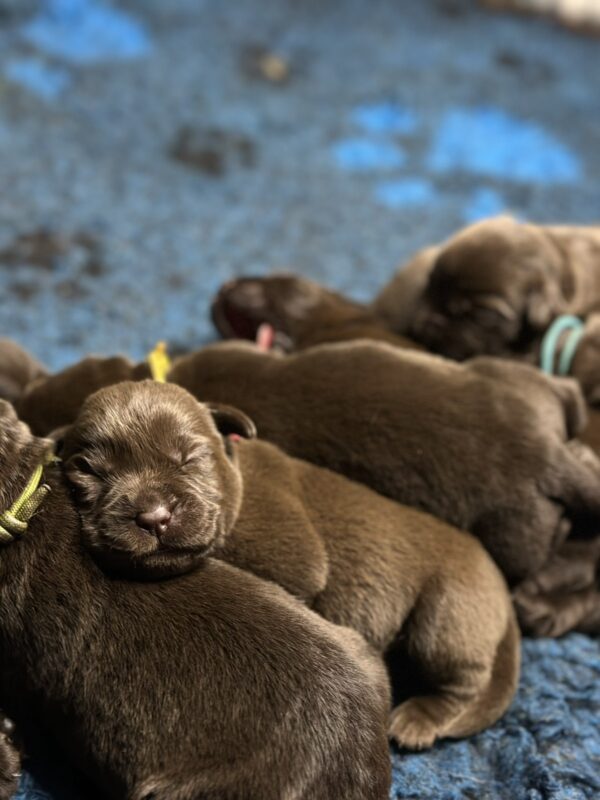 Ricky Labrador Retriever