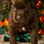Ricky-male-labrador-retriver-puppy-for-sale-1 (2)