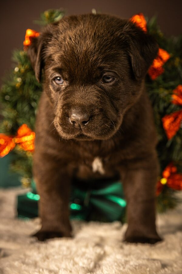 Ricky Labrador Retriever Ricky Labrador Retriever