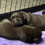 Ricky-male-labrador-retriver-puppy-for-sale-1 (2)
