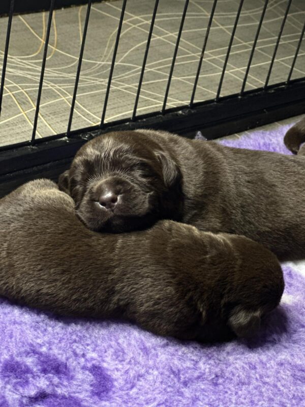 Ricky Labrador Retriever