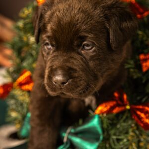 Ricky Labrador Retriever Ricky Labrador Retriever