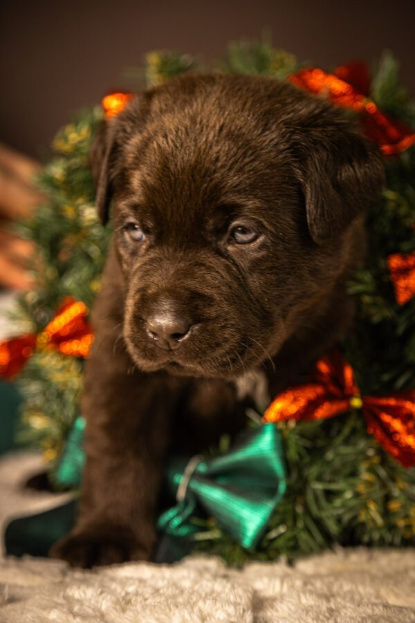 Ricky Labrador Retriever Ricky Labrador Retriever