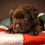 Ricky-male-labrador-retriver-puppy-for-sale-1 (4)
