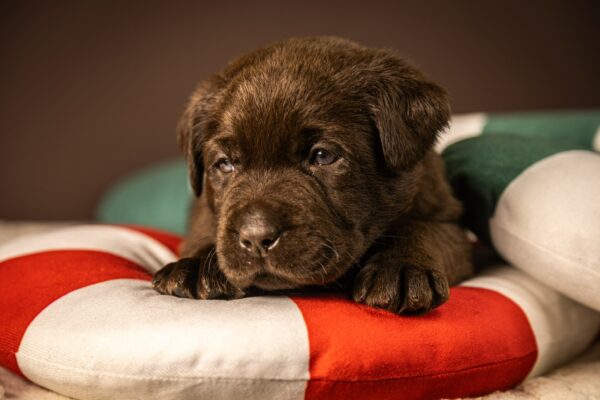 Ricky Labrador Retriever Ricky Labrador Retriever