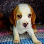 Rico-male-Beagle-puppy-for-sale-1