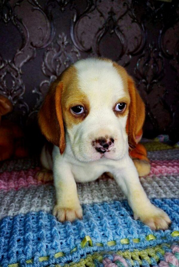 Rico Beagle Rico Beagle