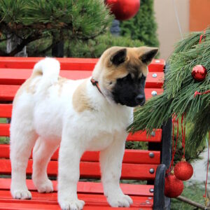 Rikka American Akita Rikka American Akita