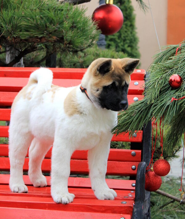 Rikka American Akita Rikka American Akita