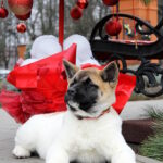 Rikka-female-akita-puppy-for-sale-1 (2)