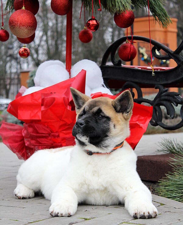 Rikka American Akita Rikka American Akita