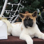 Rikka-female-akita-puppy-for-sale-1 (3)