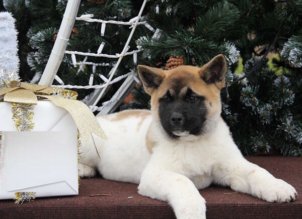 Rikka American Akita Rikka American Akita