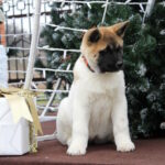 Rikka-female-akita-puppy-for-sale-1 (4)