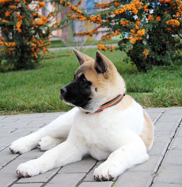 Rikka American Akita Rikka American Akita