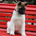 Rikka-female-akita-puppy-for-sale-1 (6)