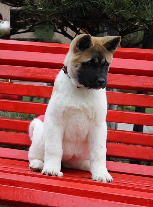 Rikka American Akita Rikka American Akita