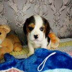 Rocky-male-Beagle-puppy-for-sale-1