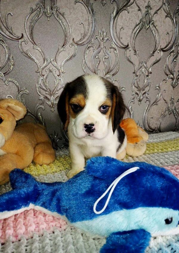 Rocky Beagle Rocky Beagle