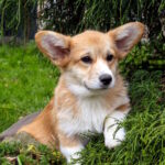 Klaus Welsh Corgi