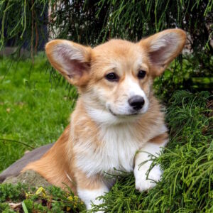 Rolda Welsh Corgi