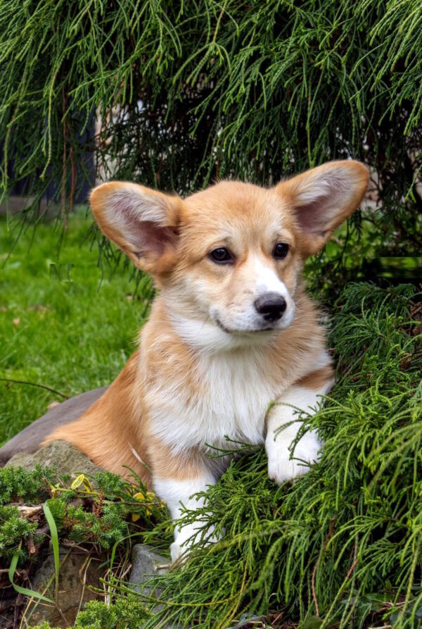 Rolda Welsh Corgi