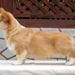 Rolda-female-Welsh-Corgi-puppy-for-sale-1 (2)