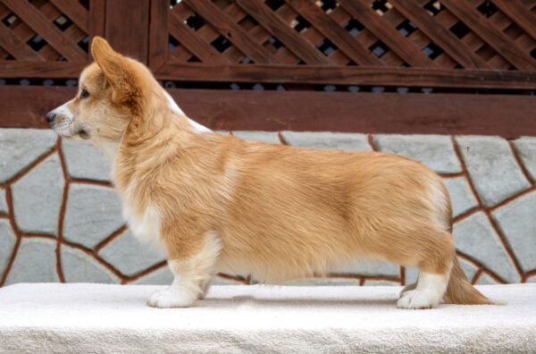 Rolda Welsh Corgi