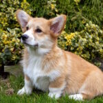 Rolda-female-Welsh-Corgi-puppy-for-sale-1 (3)