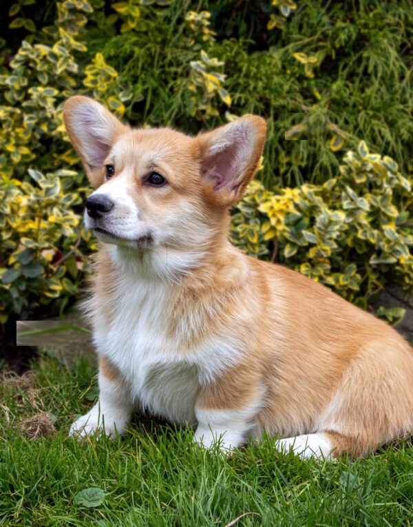 Rolda Welsh Corgi