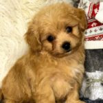 Ronny-male-Maltipoo-puppy-for-sale-1