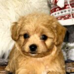 Ronny-male-Maltipoo-puppy-for-sale-2