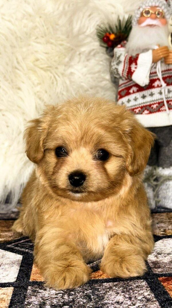 Ronny Maltipoo Ronny Maltipoo