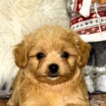 Ronny-male-Maltipoo-puppy-for-sale-3