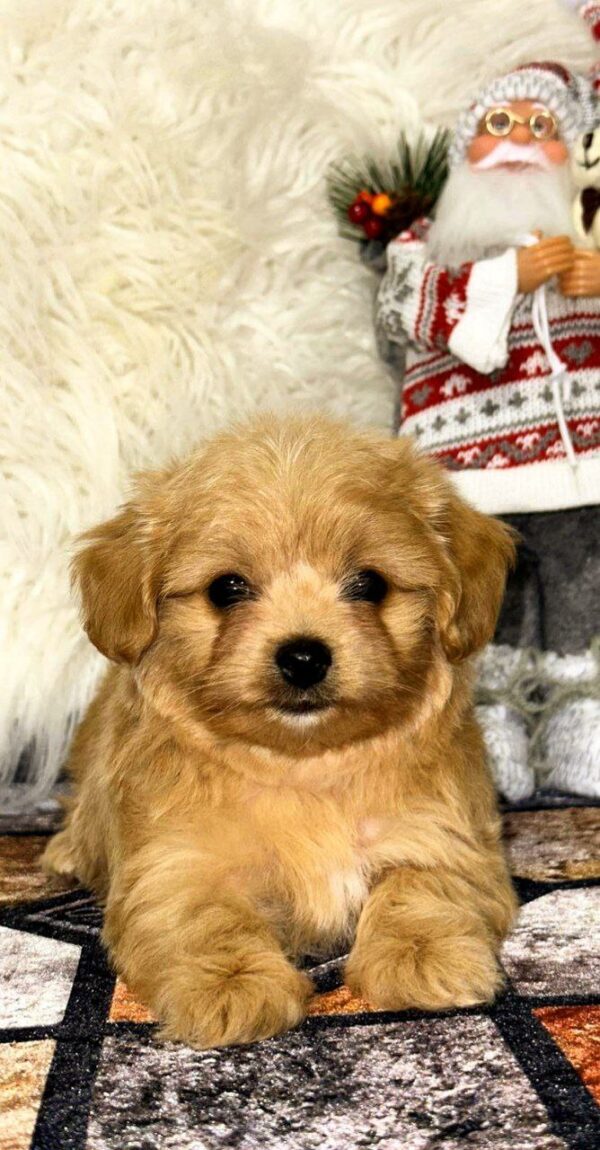 Ronny Maltipoo Ronny Maltipoo