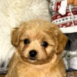 Ronny-male-Maltipoo-puppy-for-sale-4