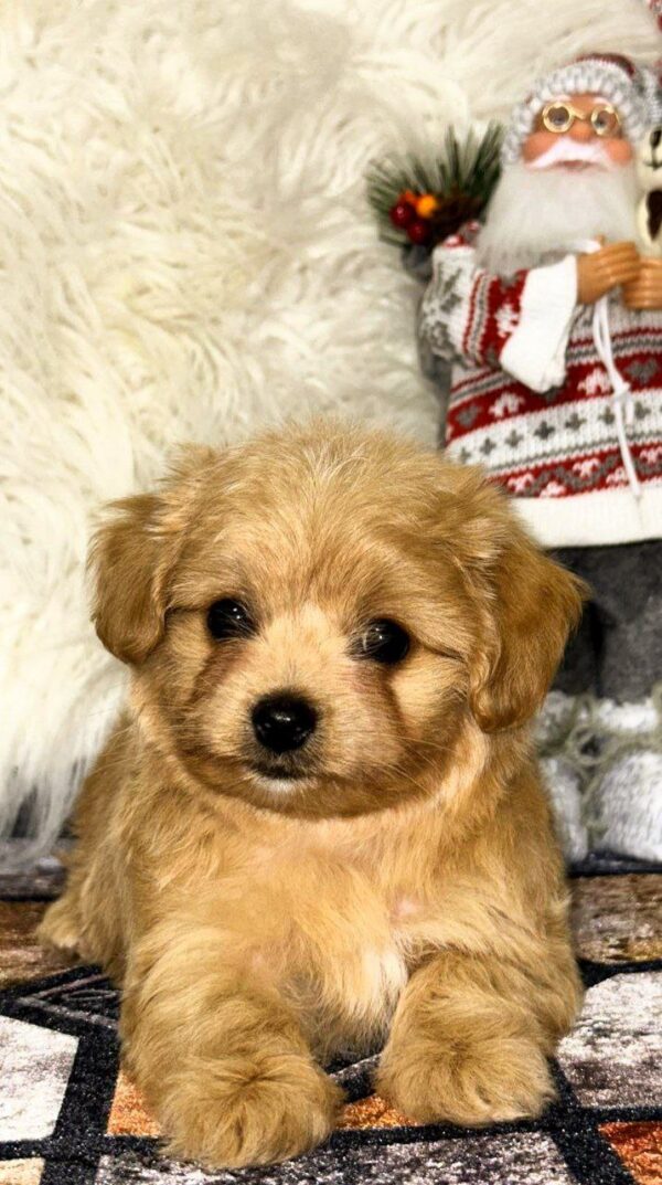 Ronny Maltipoo Ronny Maltipoo