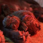 Rory-female-labrador-retriver-puppy-for-sale-1 (1)