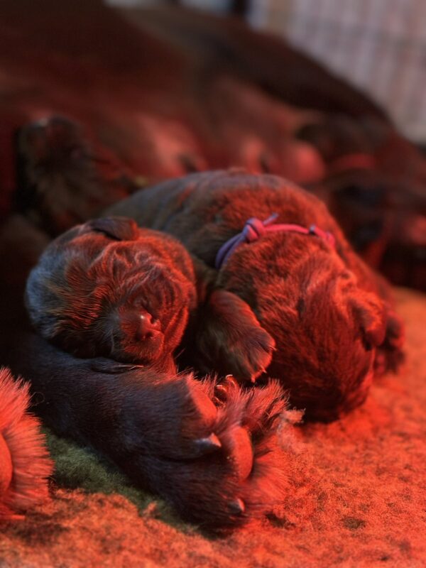 Rory Labrador Retriever