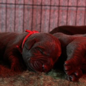 Rory Labrador Retriever