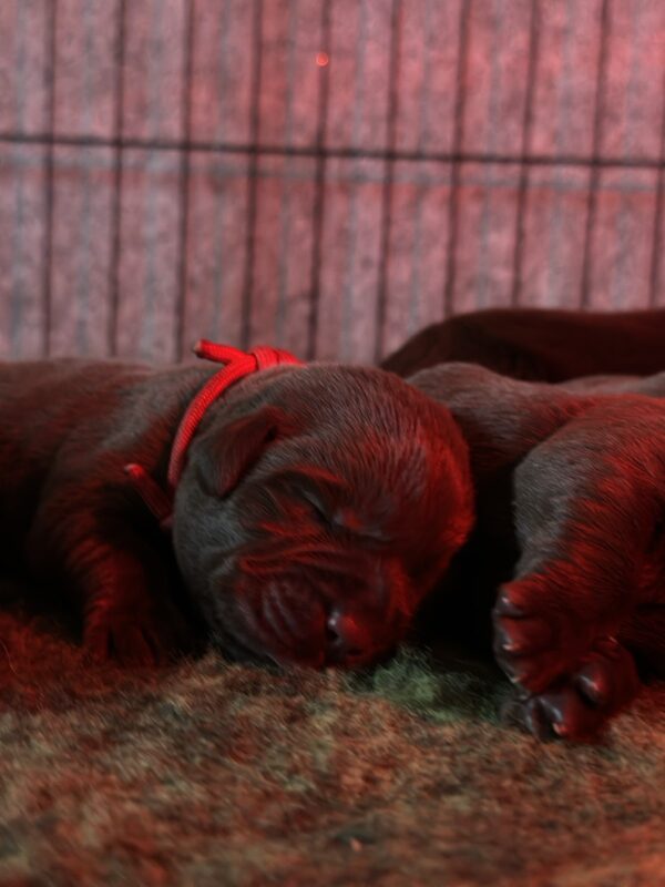 Rory Labrador Retriever