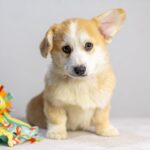 Rolda Welsh Corgi