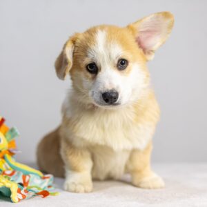 Rory Welsh Corgi