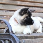 Rosalia-female-akita-puppy-for-sale-1 (1)