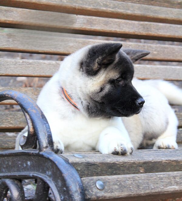 Rosalia American Akita Rosalia American Akita