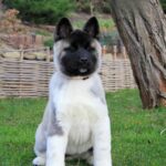 Rosalia-female-akita-puppy-for-sale-1 (2)