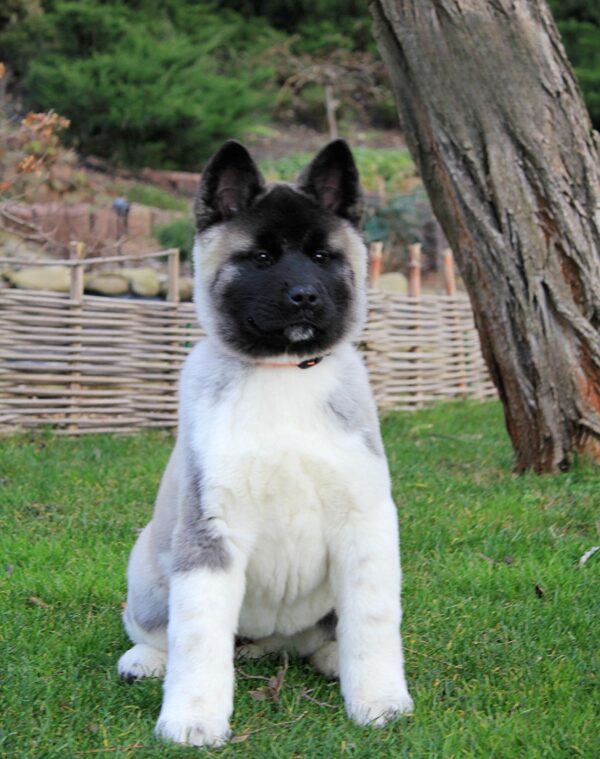 Rosalia American Akita Rosalia American Akita