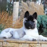 Rosalia-female-akita-puppy-for-sale-1 (3)